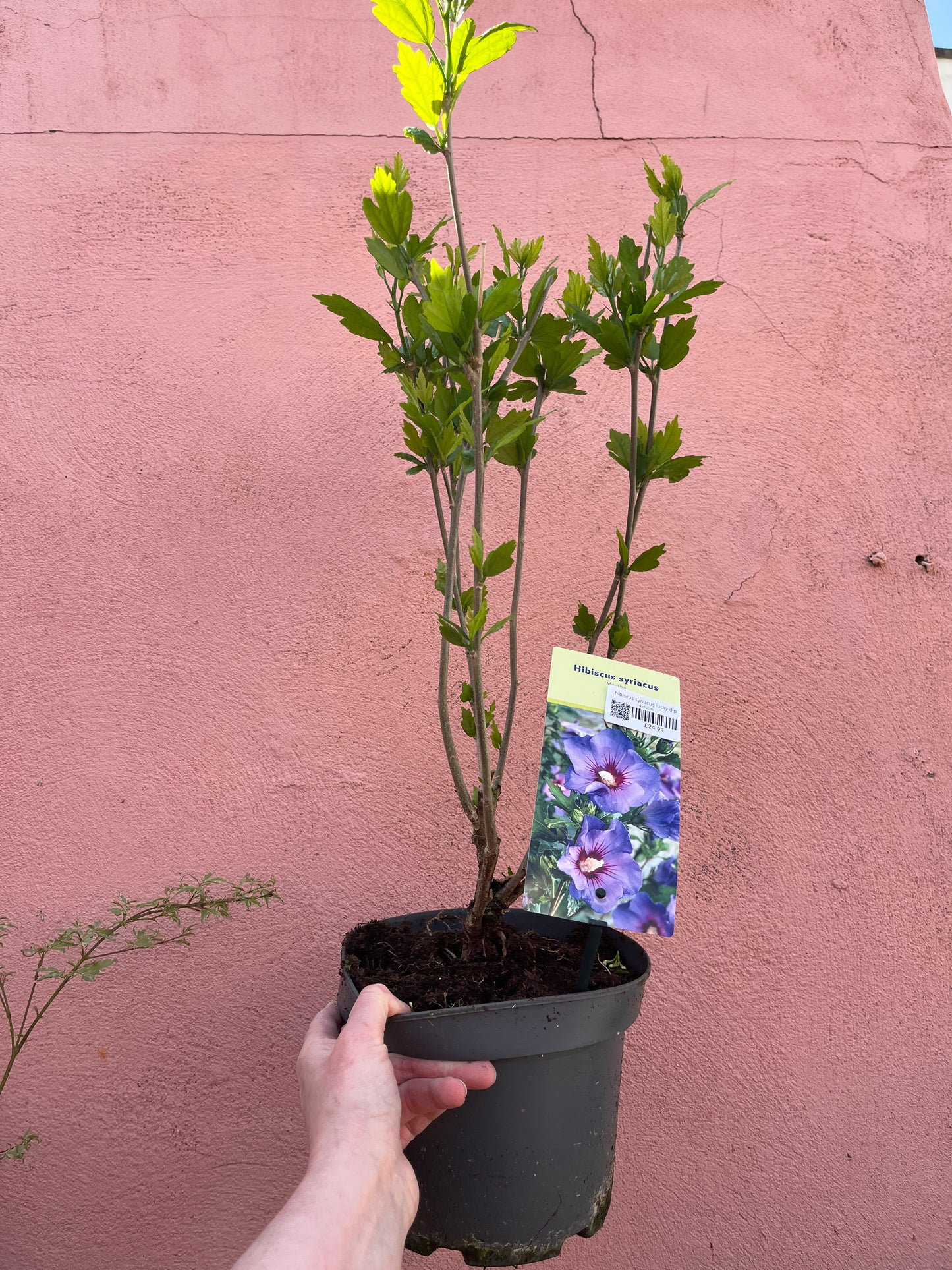 Hibiscus Syriacus lucky dip
