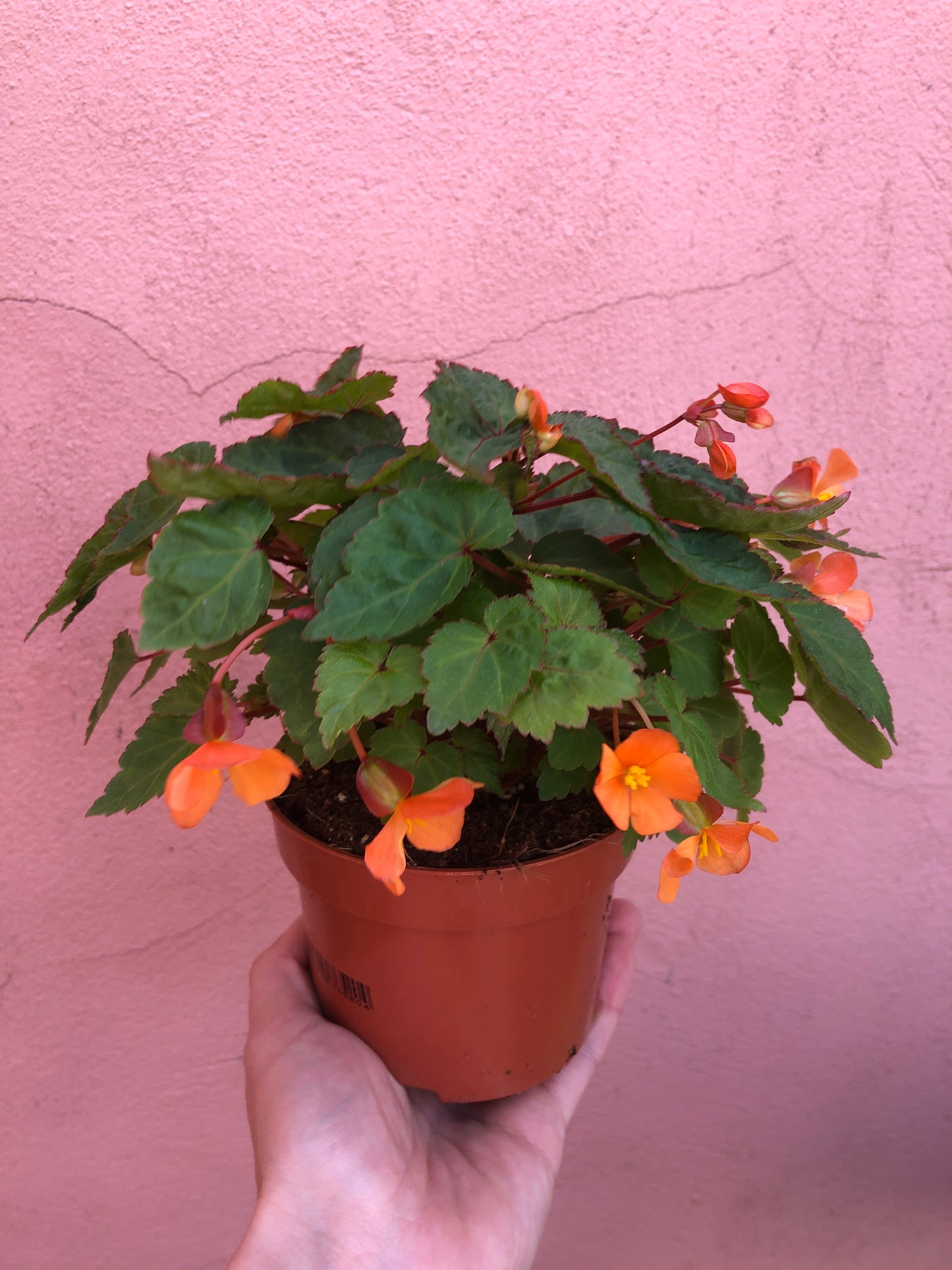 Begonia Sutherlandii