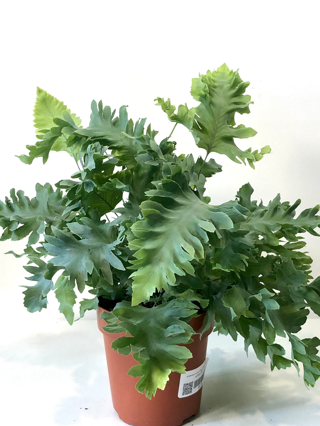 Phlebodium Aureum 'davana' - Blue Star Fern