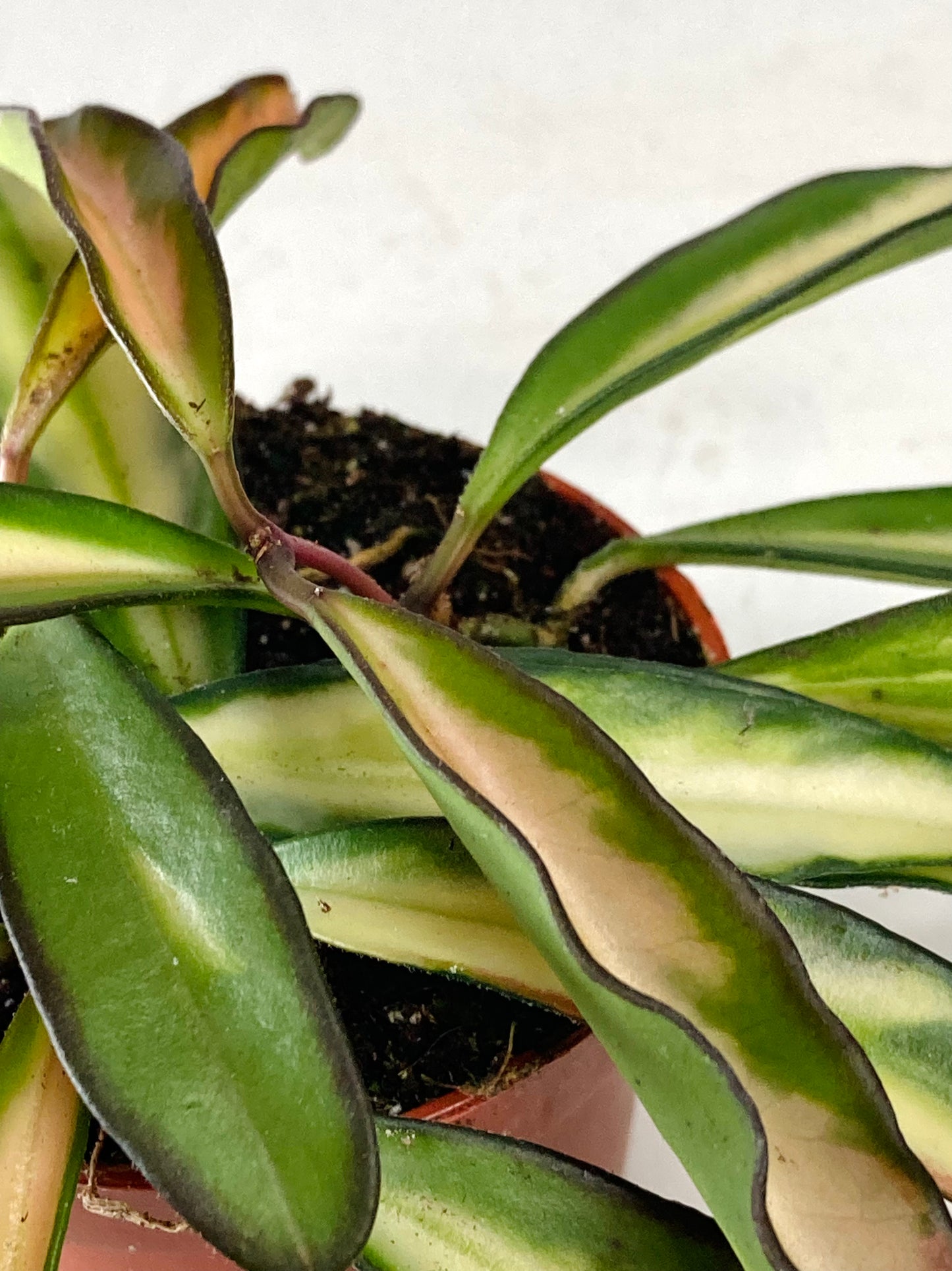 Hoya Wayetii Tricolour