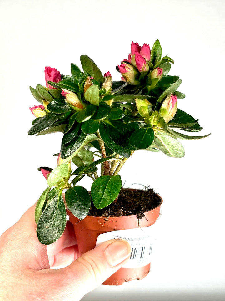 Rhododendron mini mix