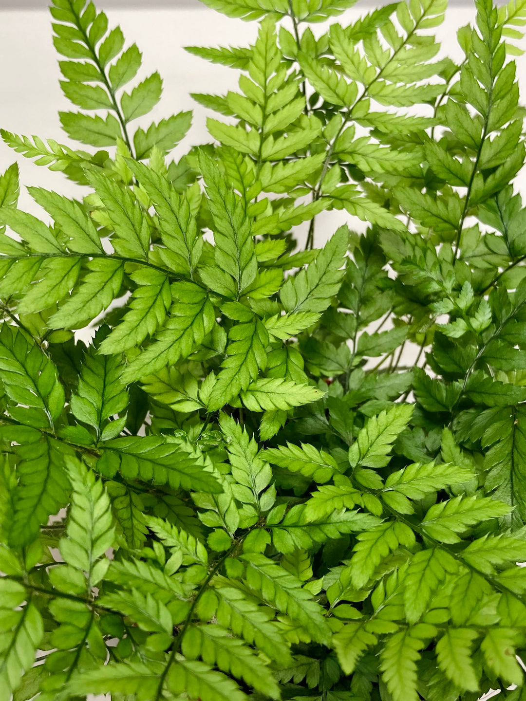 Athyrium - Lady Fern