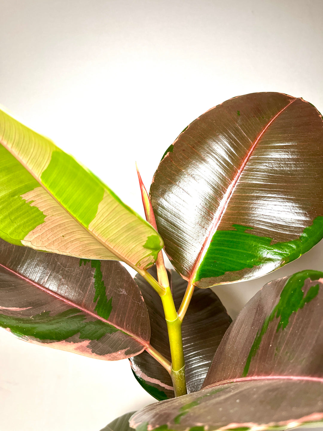 Ficus Pink Camouflage