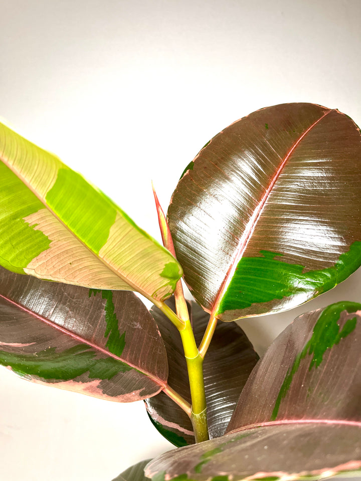 Ficus Pink Camouflage