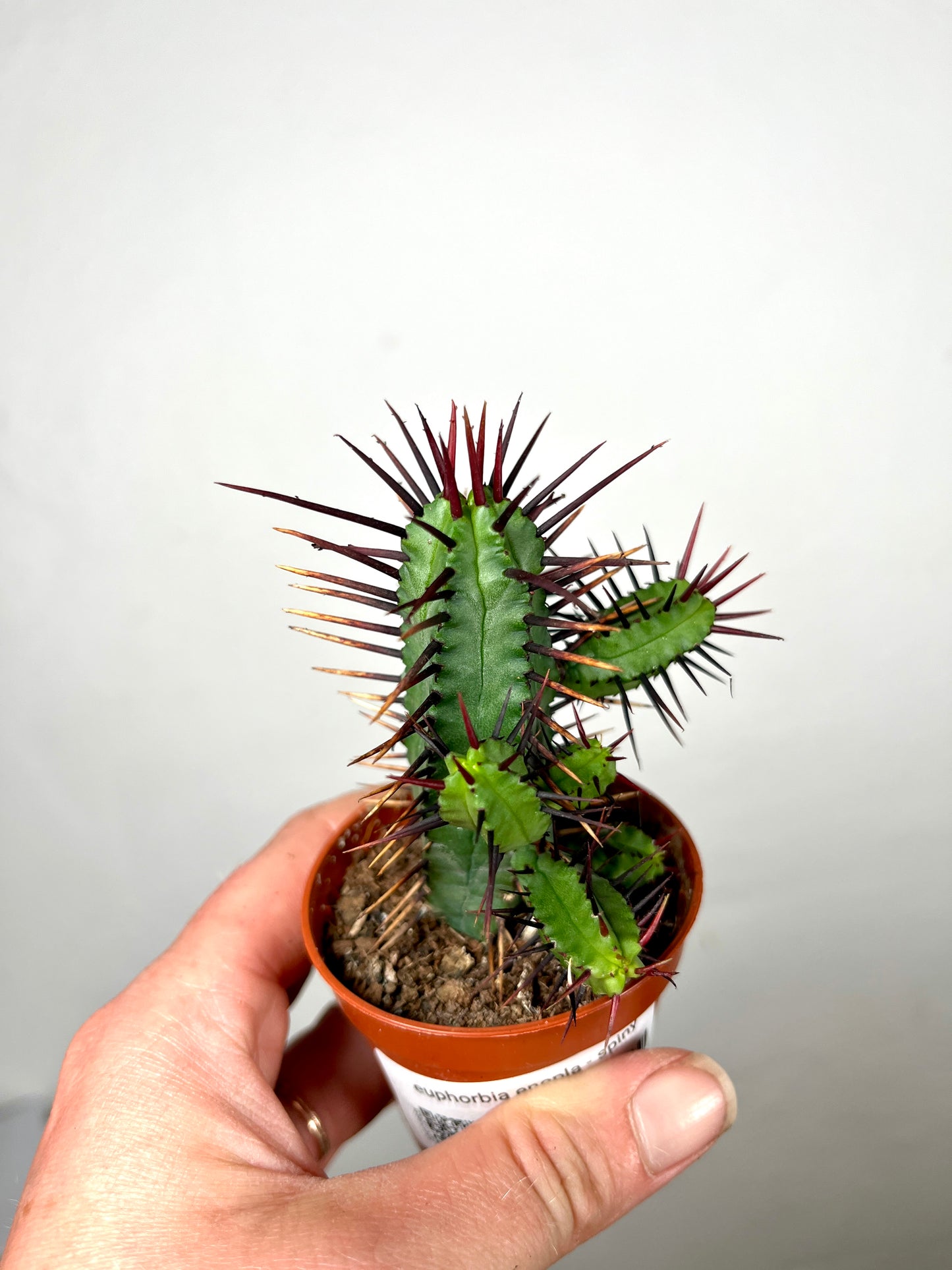 Euphorbia enopla - Spiny Euphorbia