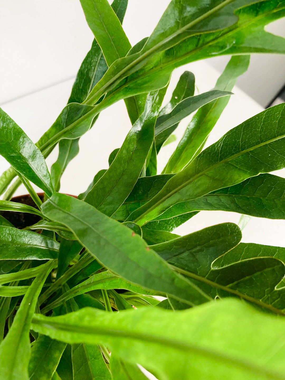 Aglaomorpha Coronans Jim Snake Leaf - Basket Fern