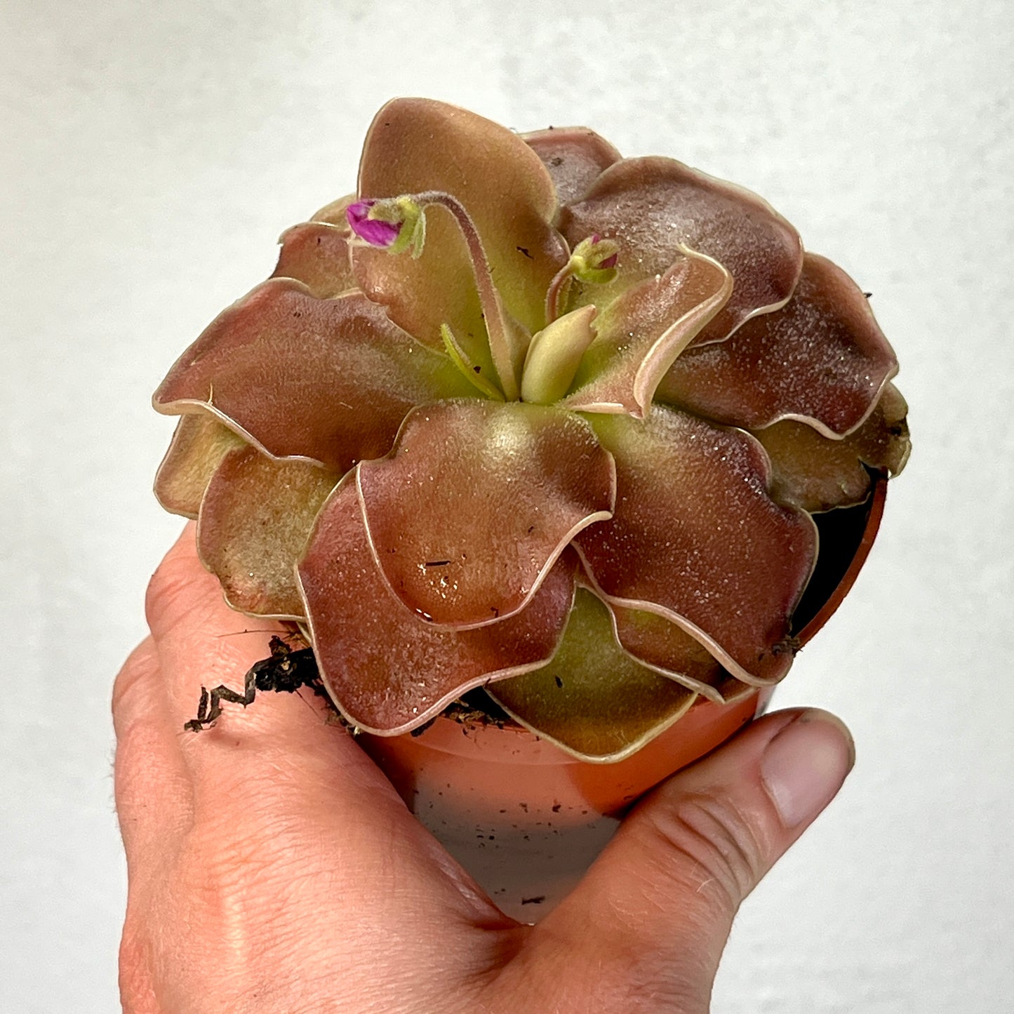 Pinguicula weser - Cerise Blooming Butterwort
