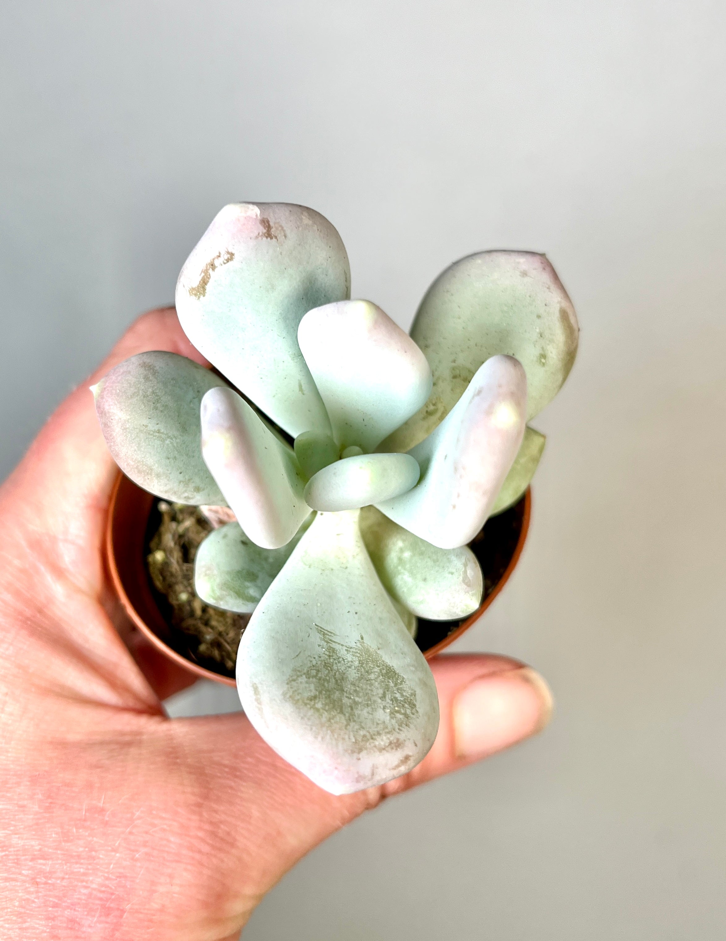 moonstone succulent flower Pachyphytum oviferum – Moonstones Succulent