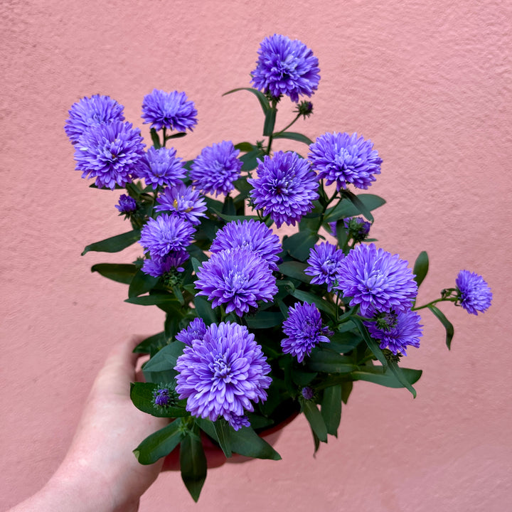 Aster novi-belgii ‘Blue’ New York Aster ‘Blue’ - Michaelmas Daisy