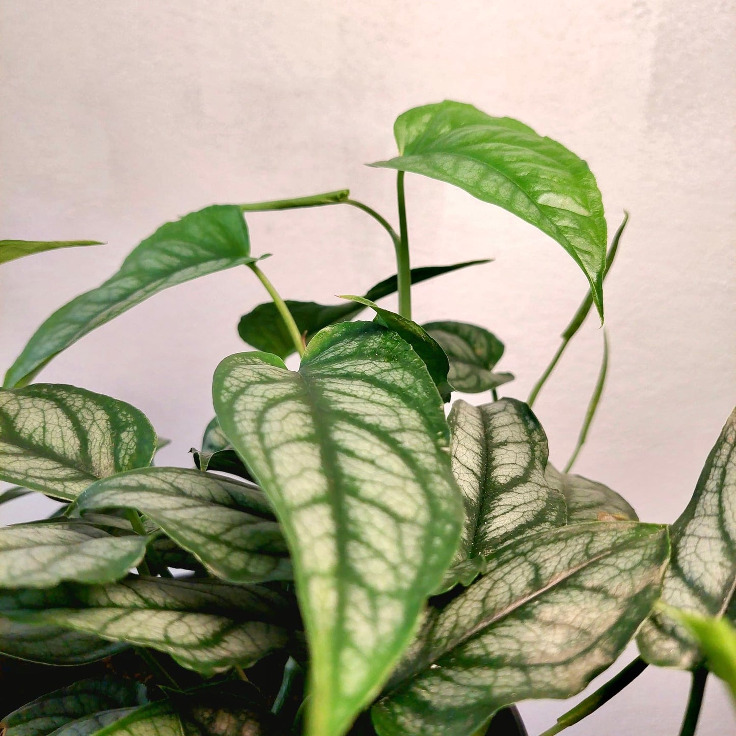 Monstera Siltepecana - Silver Monstera