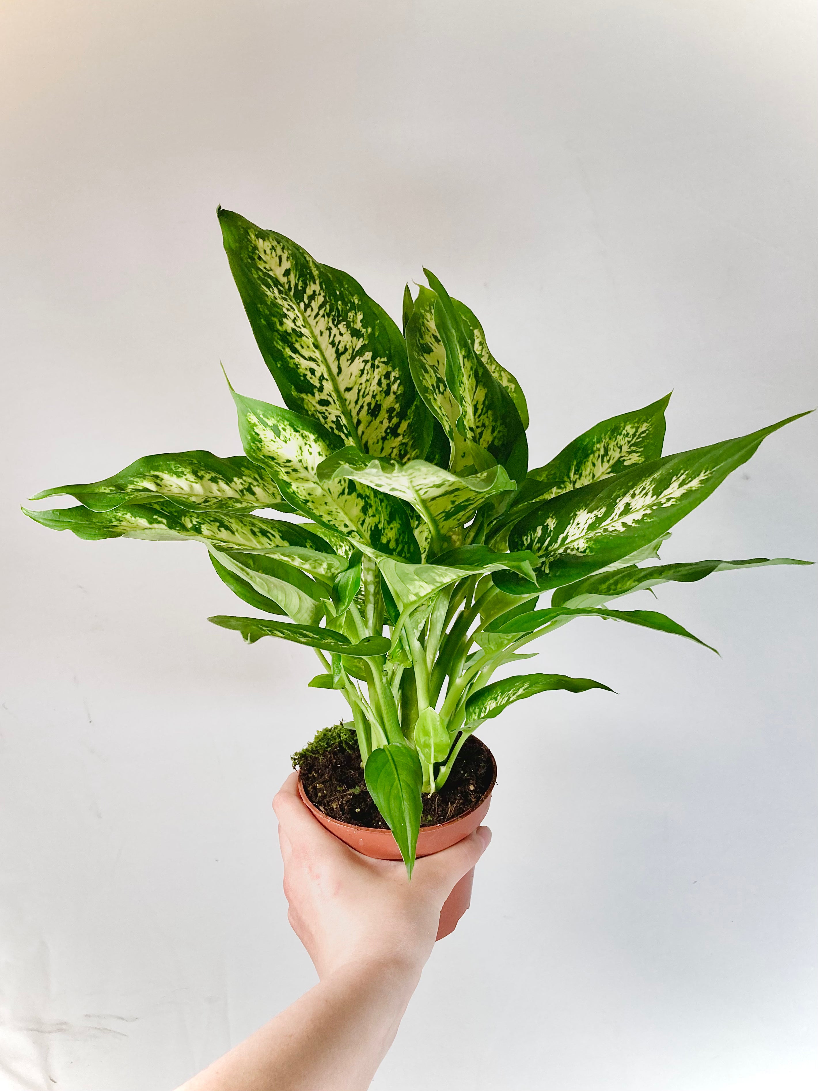 dieffenbachia care uk Dieffenbachia 'Camilla'