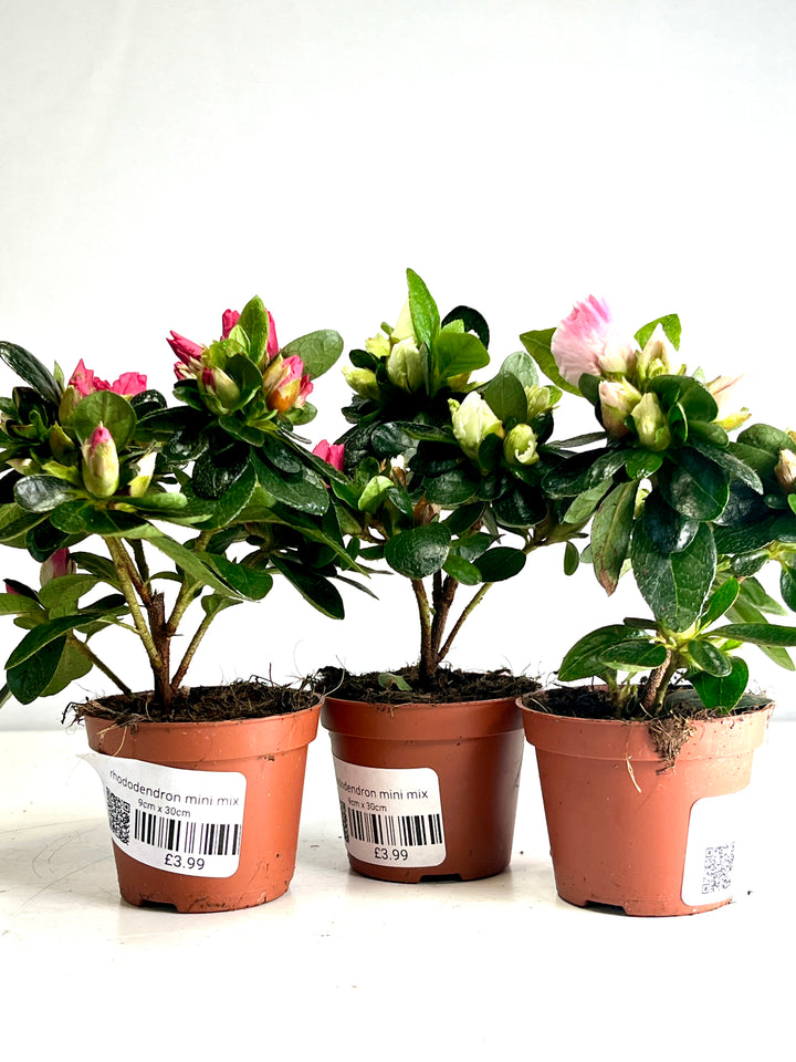 Rhododendron mini mix