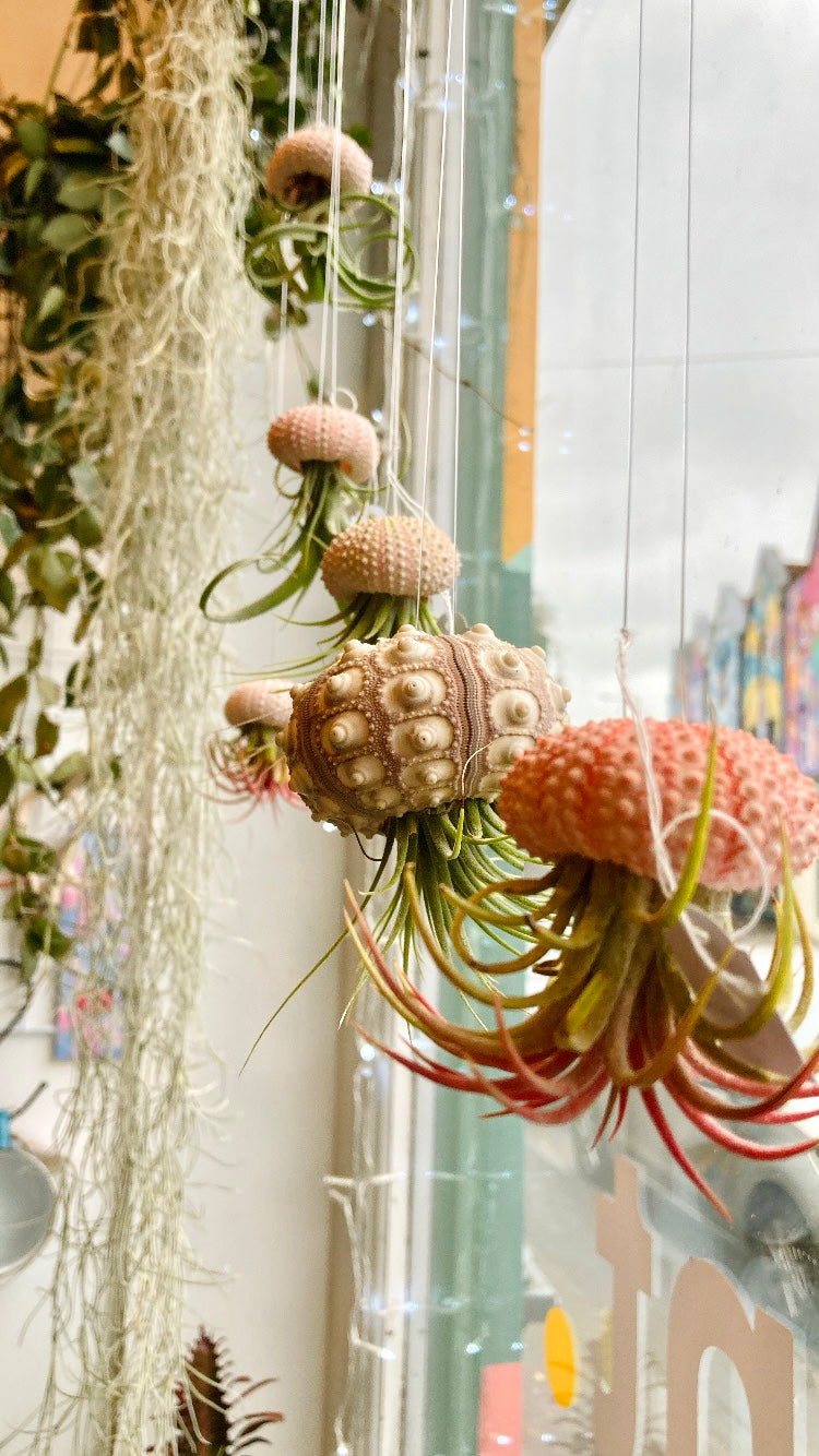 succulent jellyfish plant Jellyfish Airplants – Pet Safe Tillandsia on Sea Urchin Shell