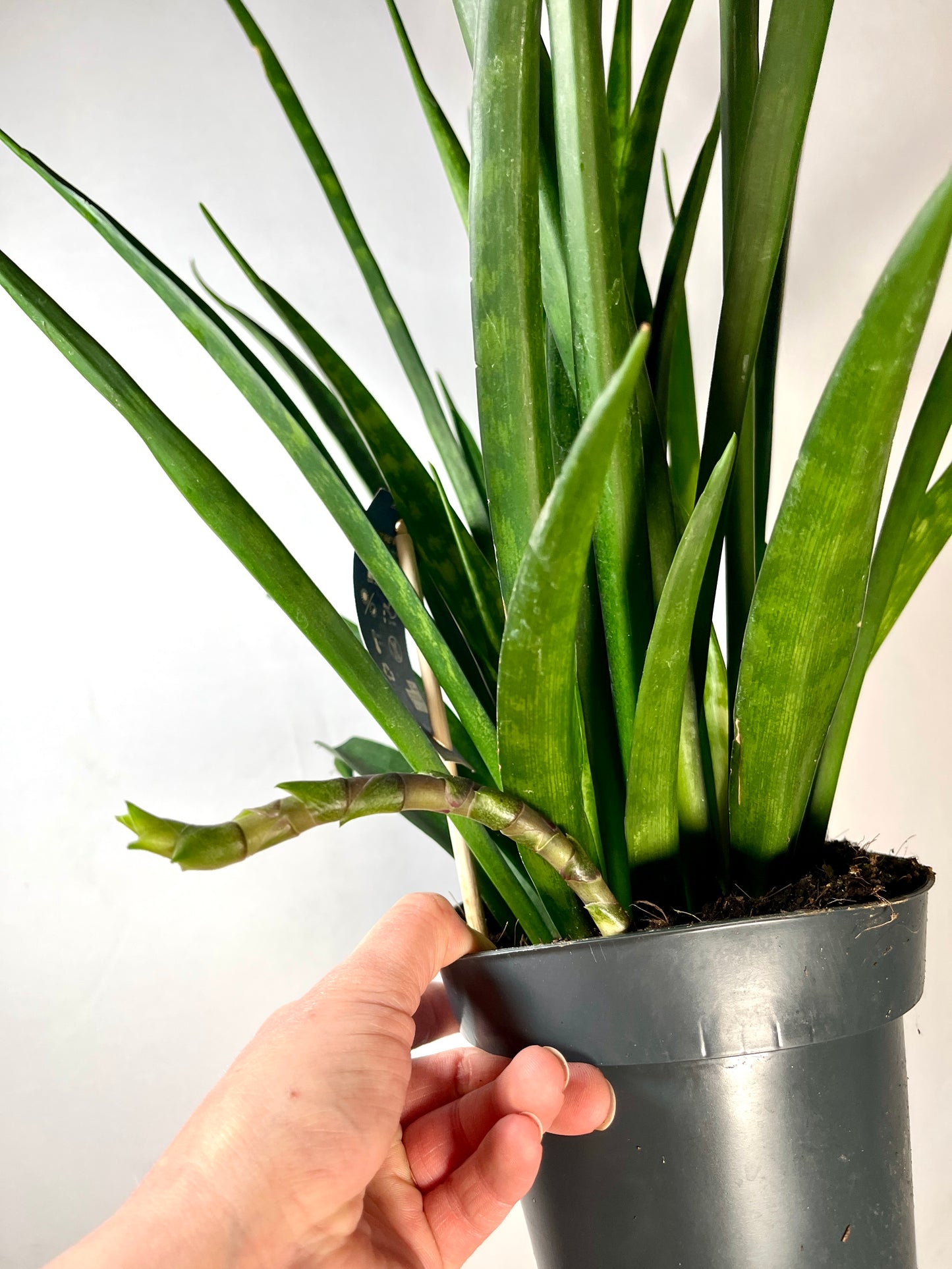 Sansevieria kirkii ‘Friends’