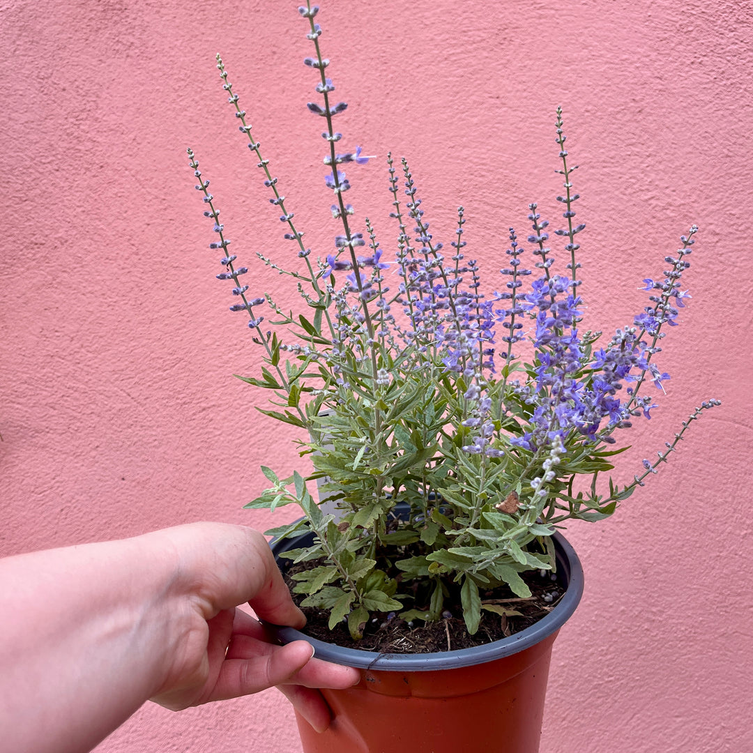 Perovskia ‘Bluesette’ – Russian Sage