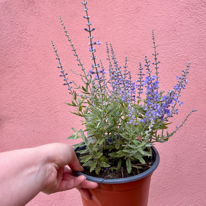 Perovskia ‘Bluesette’ – Russian Sage