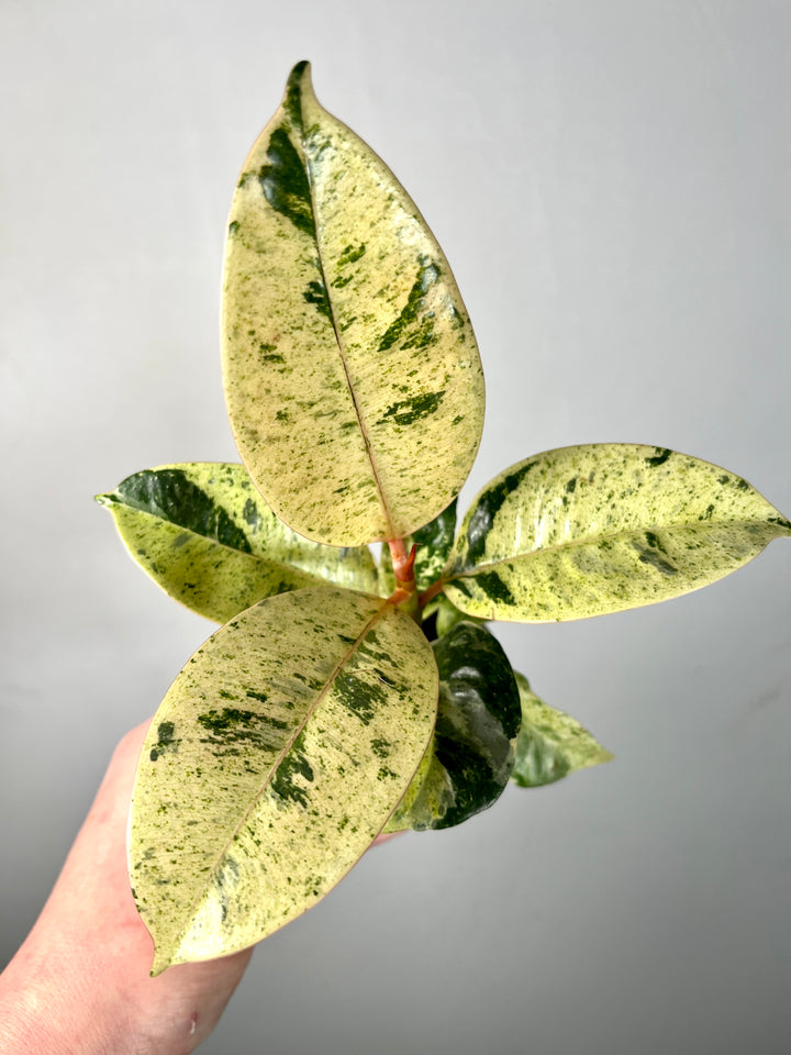 Ficus Elastica Schrijveriana moonshine