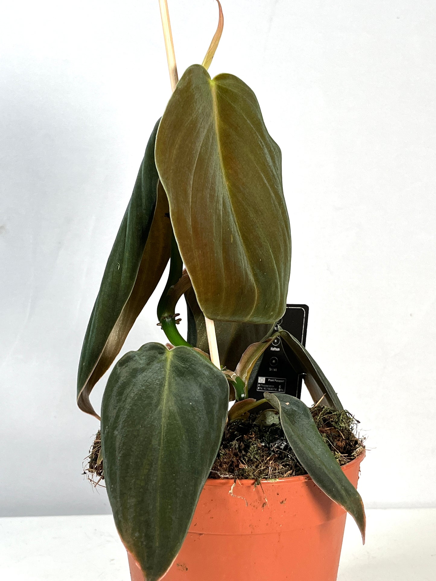 Philodendron gigas