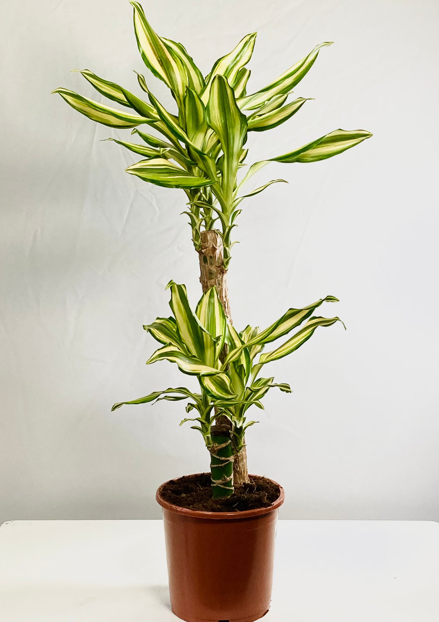 Dracaena Golden Coast