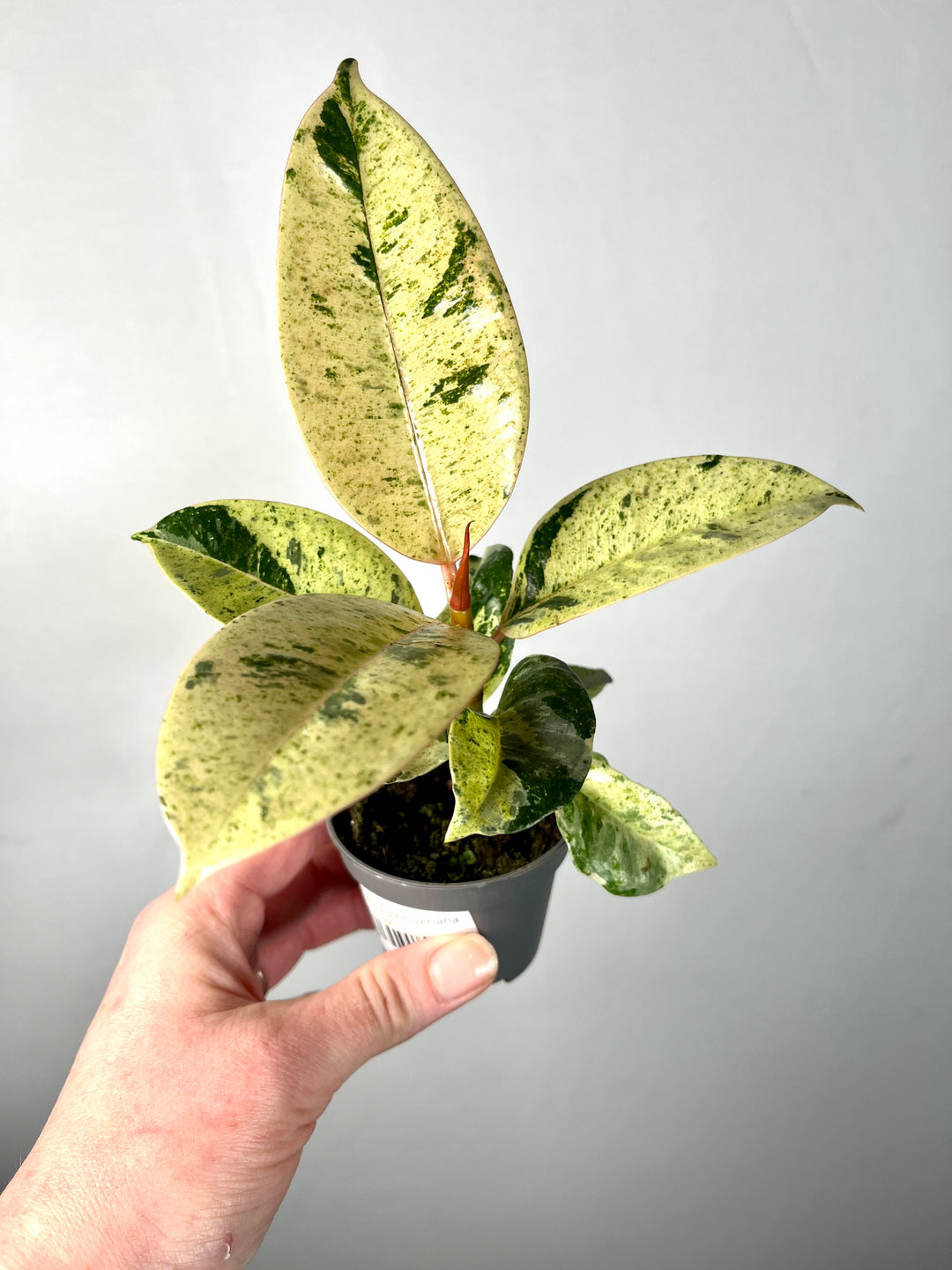 Ficus Elastica Schrijveriana moonshine