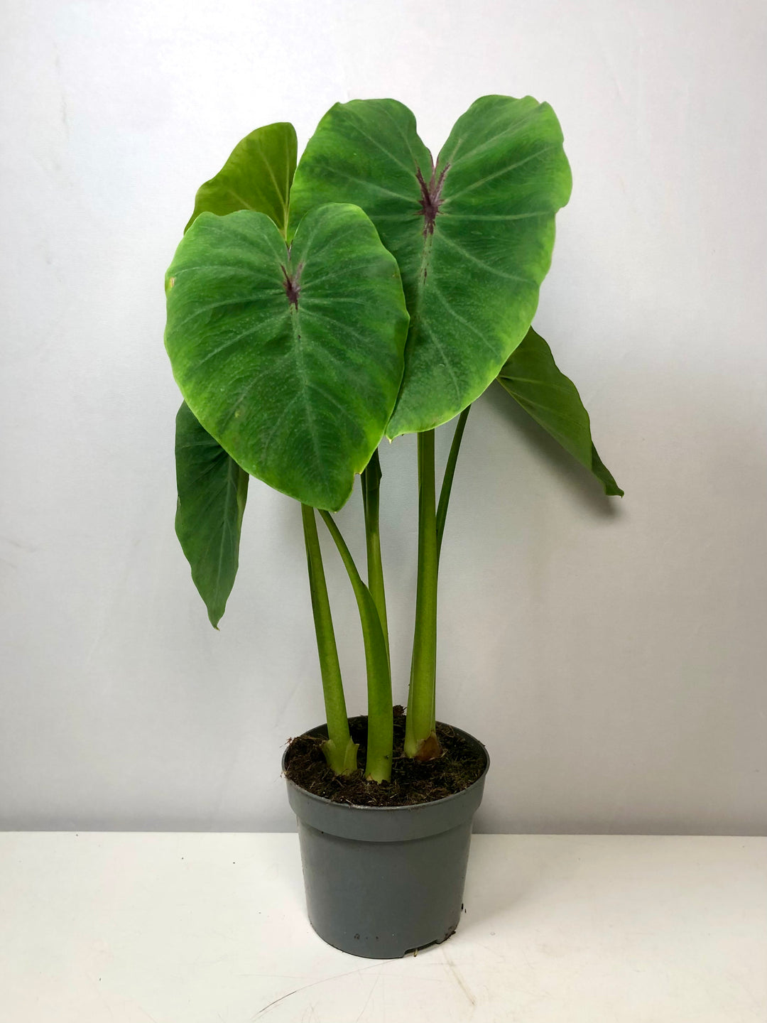 Colocasia Esculenta