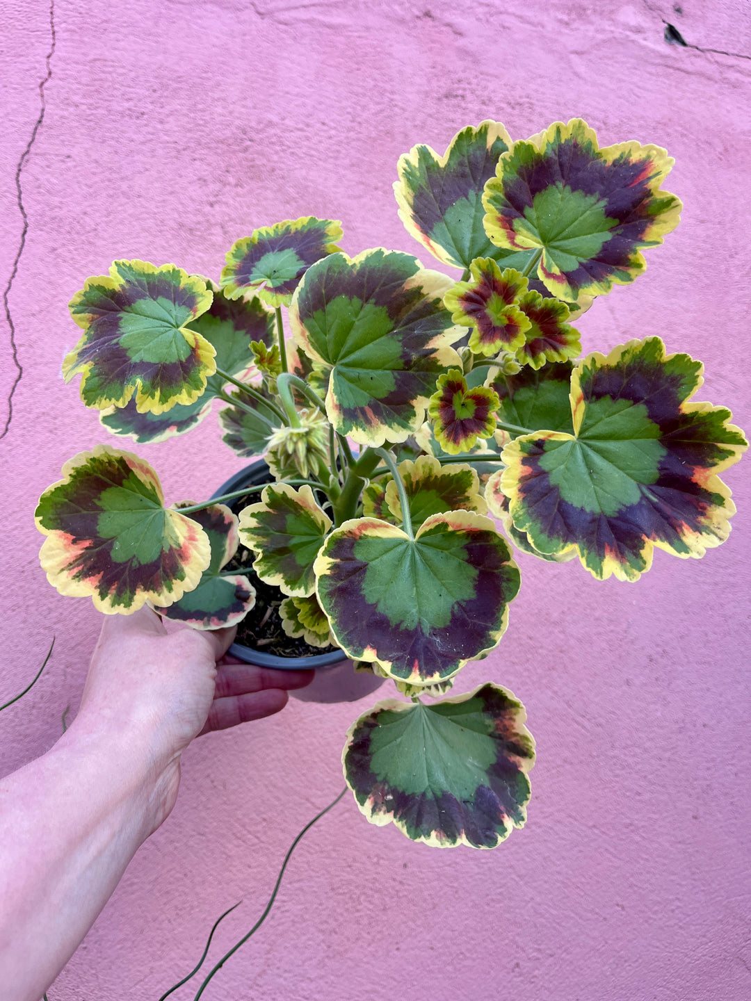 Geranium Variegated Contrast