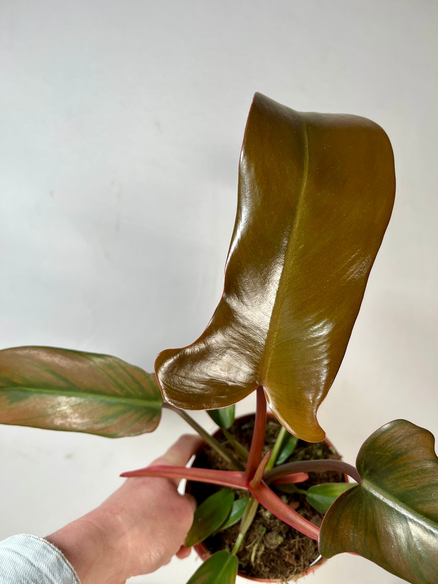 Philodendron Florida Bronze