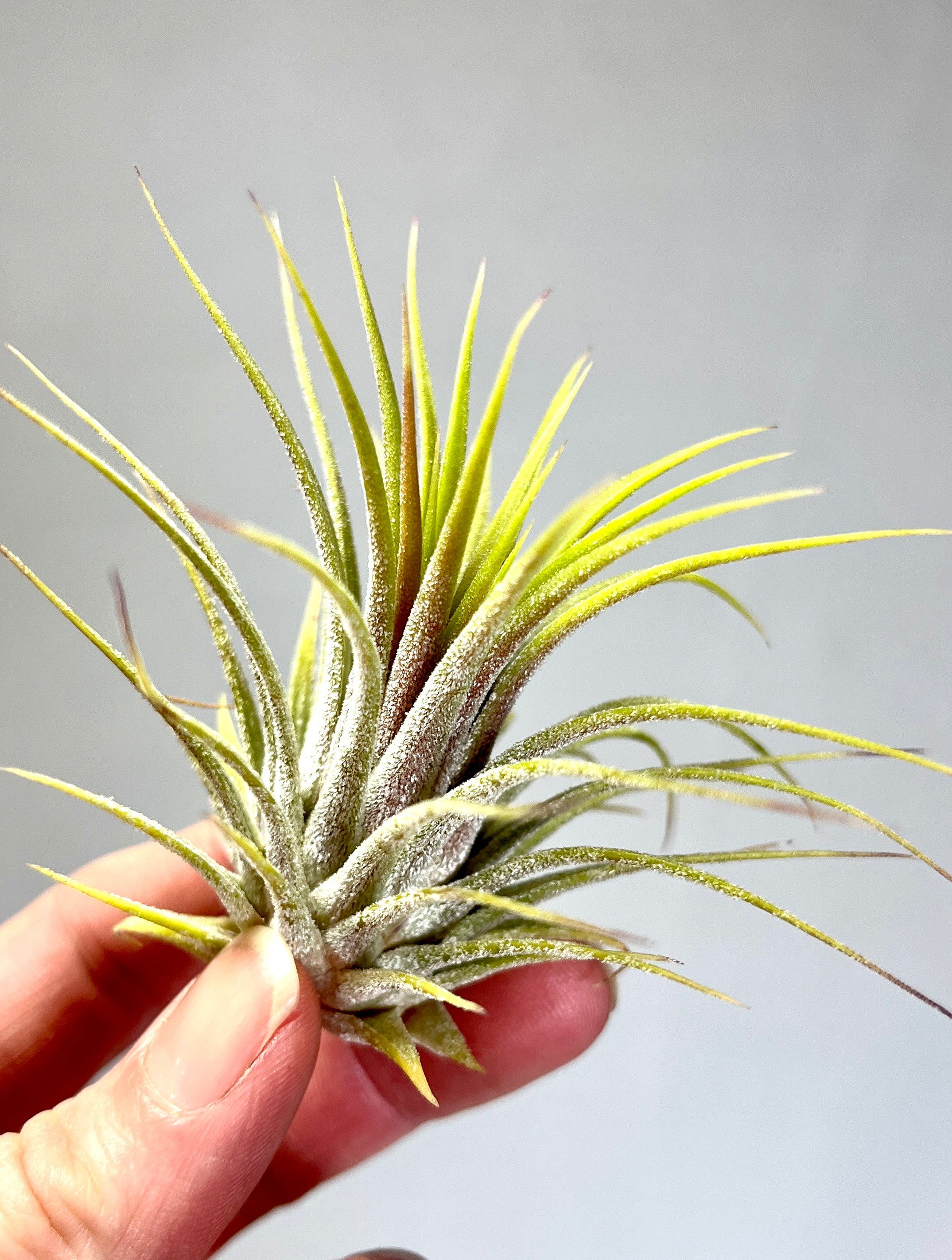 tillandsia ionantha guatemala air plants Tillandsia ionantha – Air Plant – Plant Studio