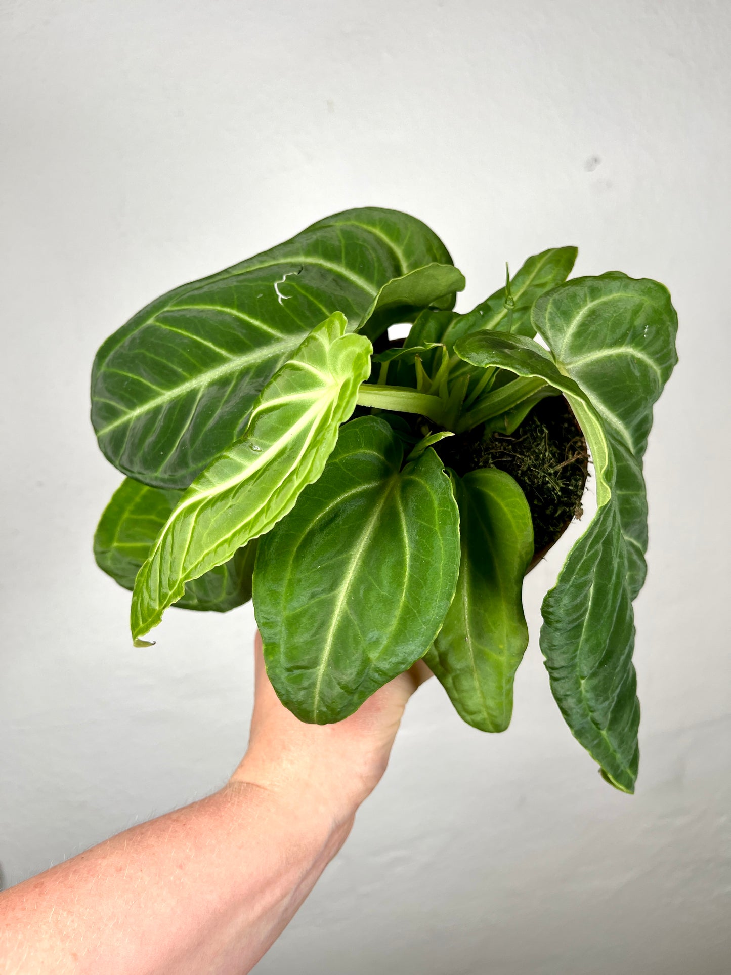 Anthurium Villenaorum