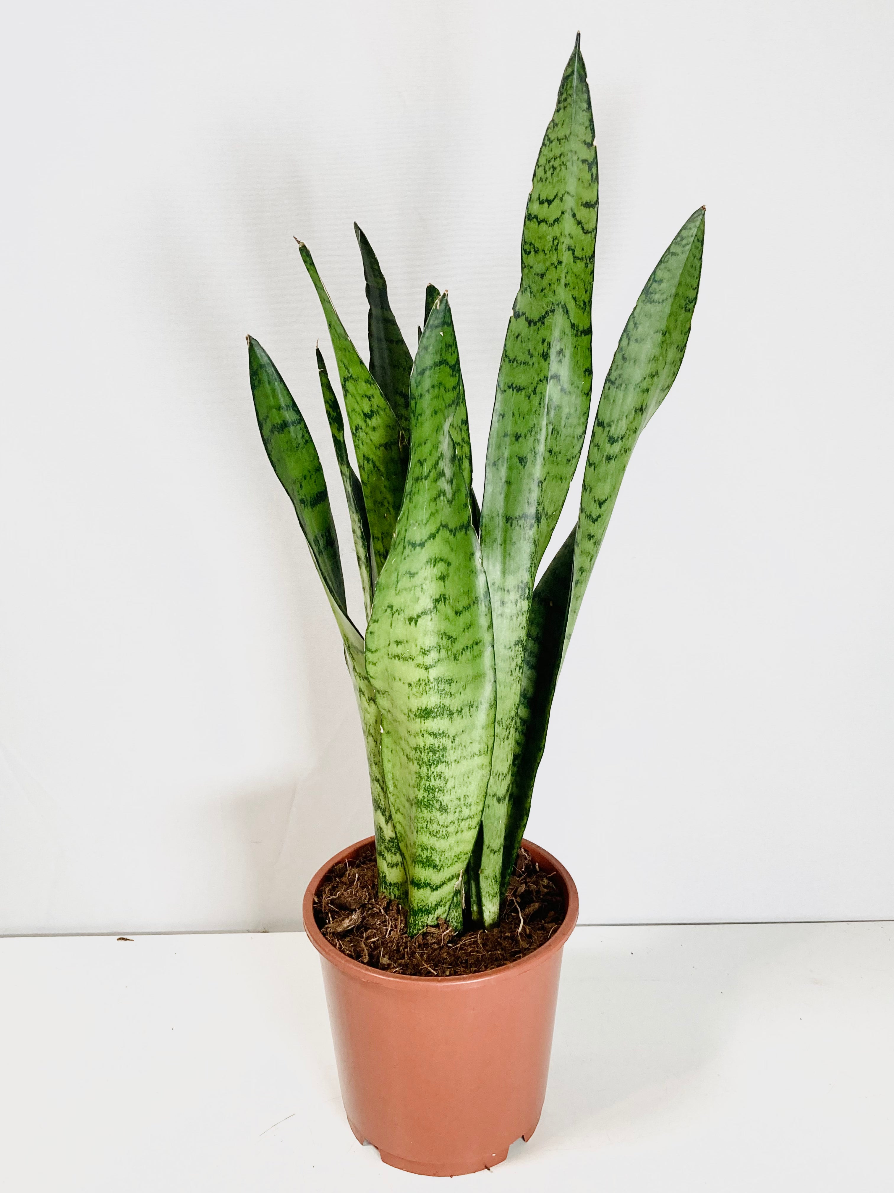 5+ Sansevieria Zeylanica Snake Plant Sansevieria zeylanica -Snake Plant – Plant Studio