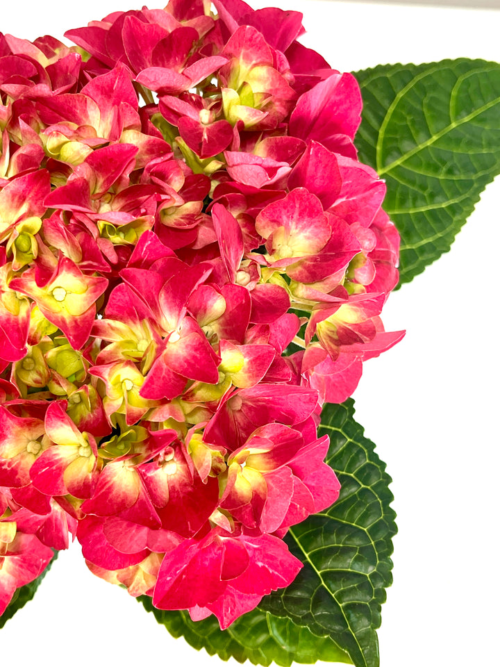 Hydrangea Hi Flame Red
