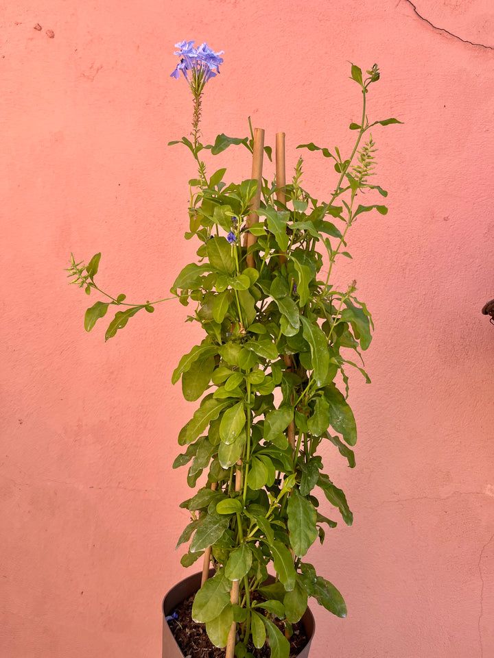 Plumbago auriculata - Cape leadwort