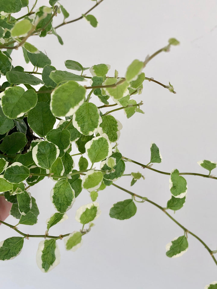 Ficus pumila ‘White Sunny’ – Variegated Creeping Fig