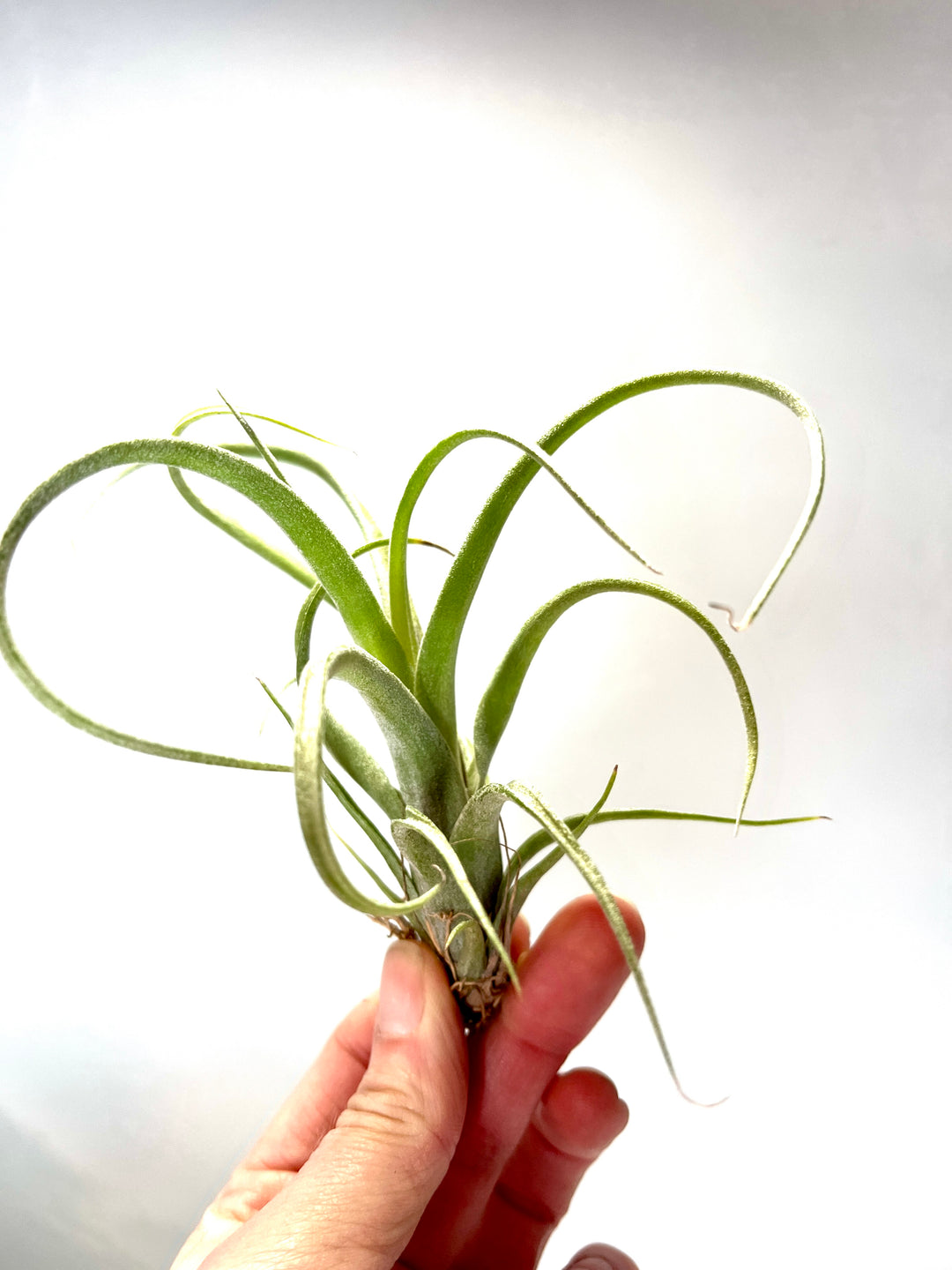 Tillandsia curly slim