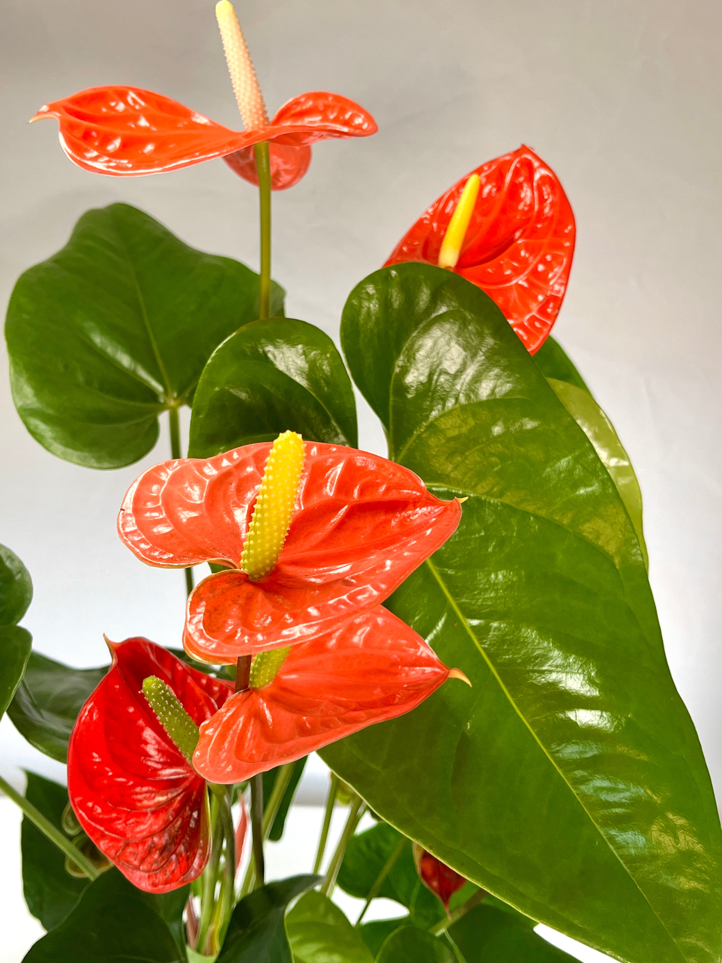 anthurium madural Anthurium Madural Orange – Plant Studio