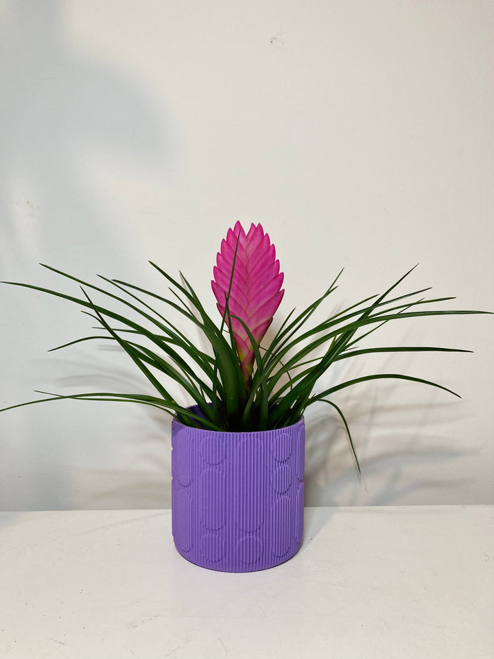 Tillandsia Cyanea mini - pink quill