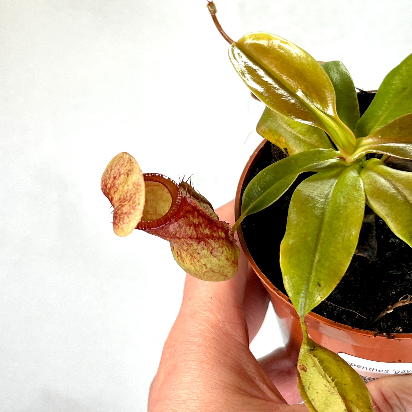 Nepenthes ‘Gaya’ - monkey jars