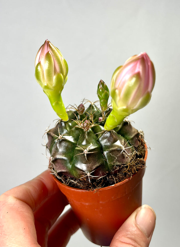 Gymnocalycium Friedrichii