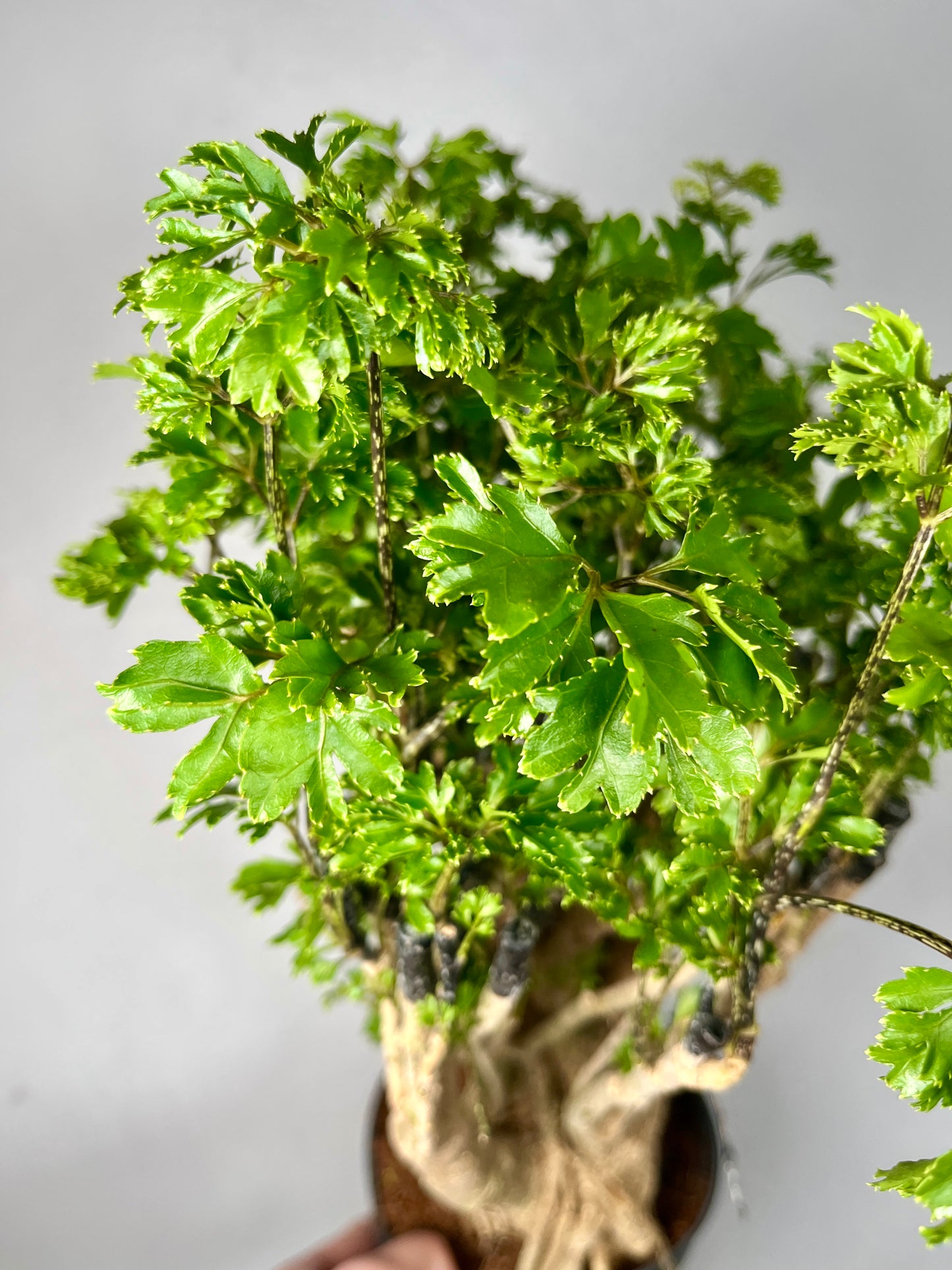 Polyscias fruticosa 'Elegans' -Parsley Aralia