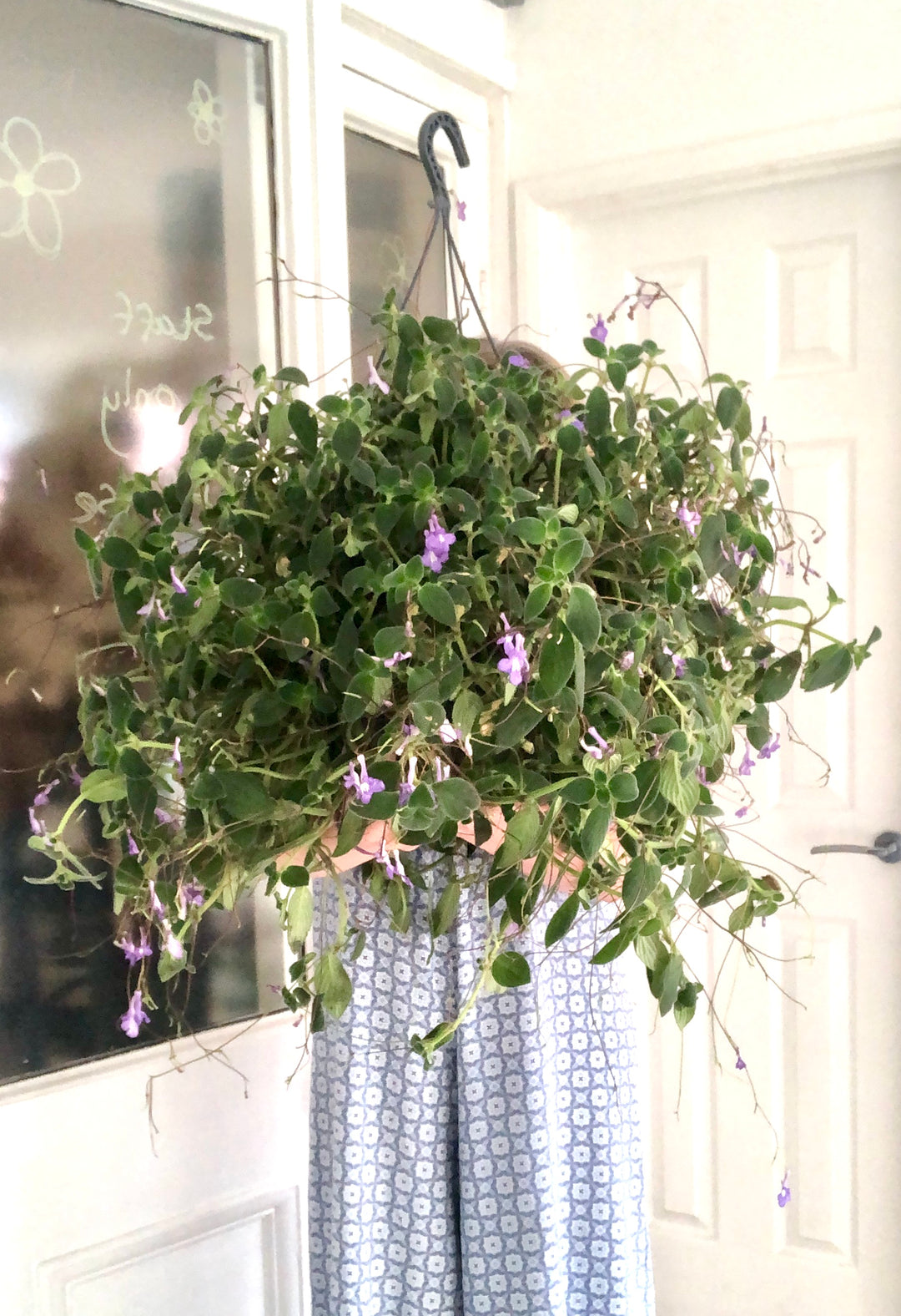 Streptocarpus Saxorum