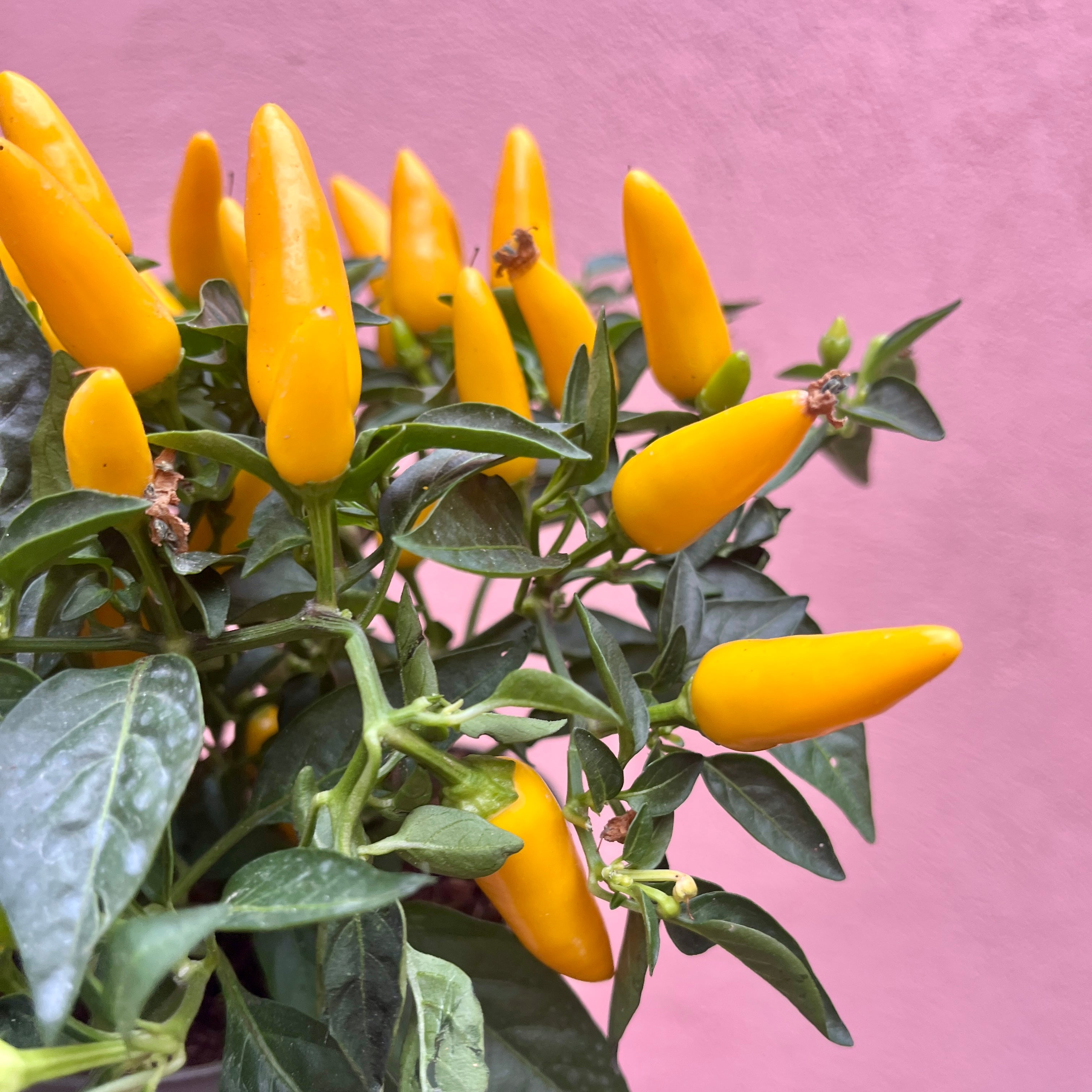 capsicum pepper plant Capsicum Sombrero