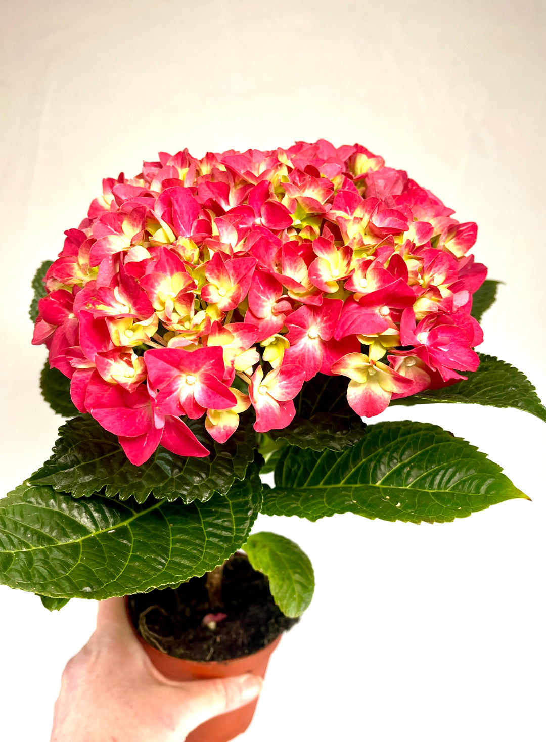 Hydrangea Hi Flame Red