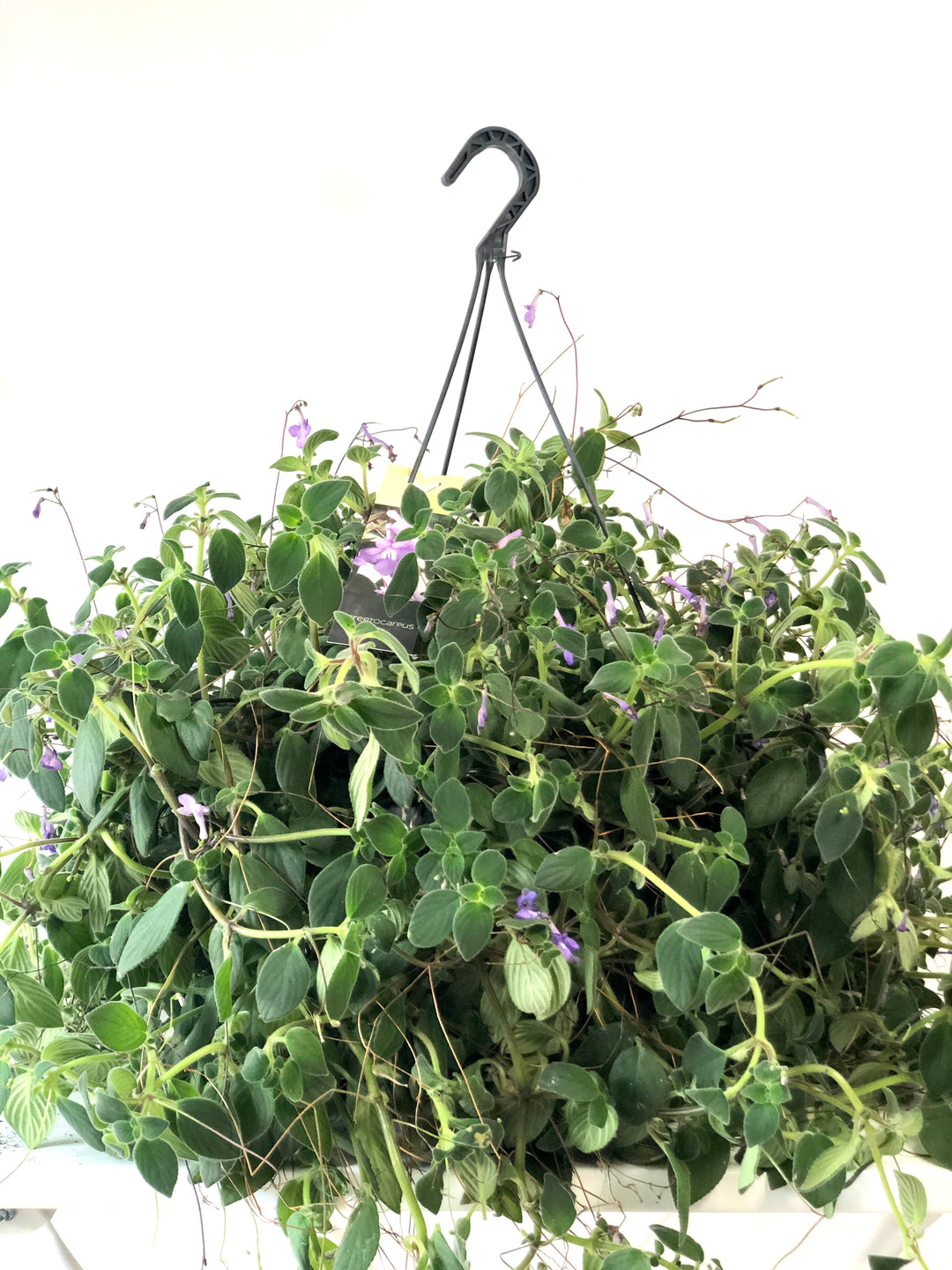 Streptocarpus Saxorum