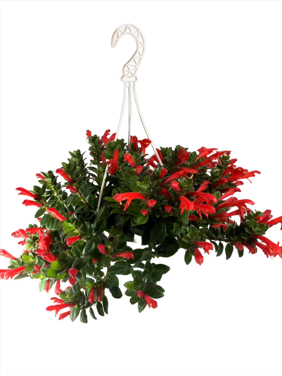 Rescue Columnea Krakatau - Goldfish Plant