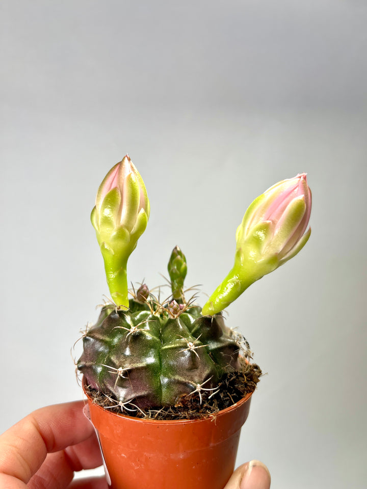 Gymnocalycium Friedrichii