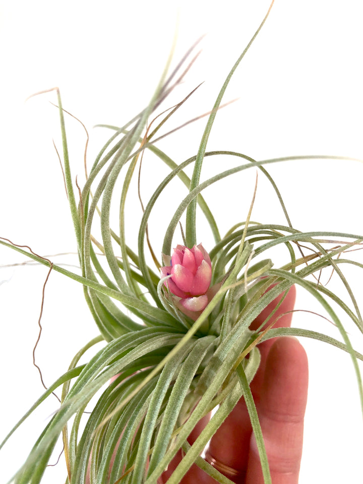 Tillandsia Cotton Candy