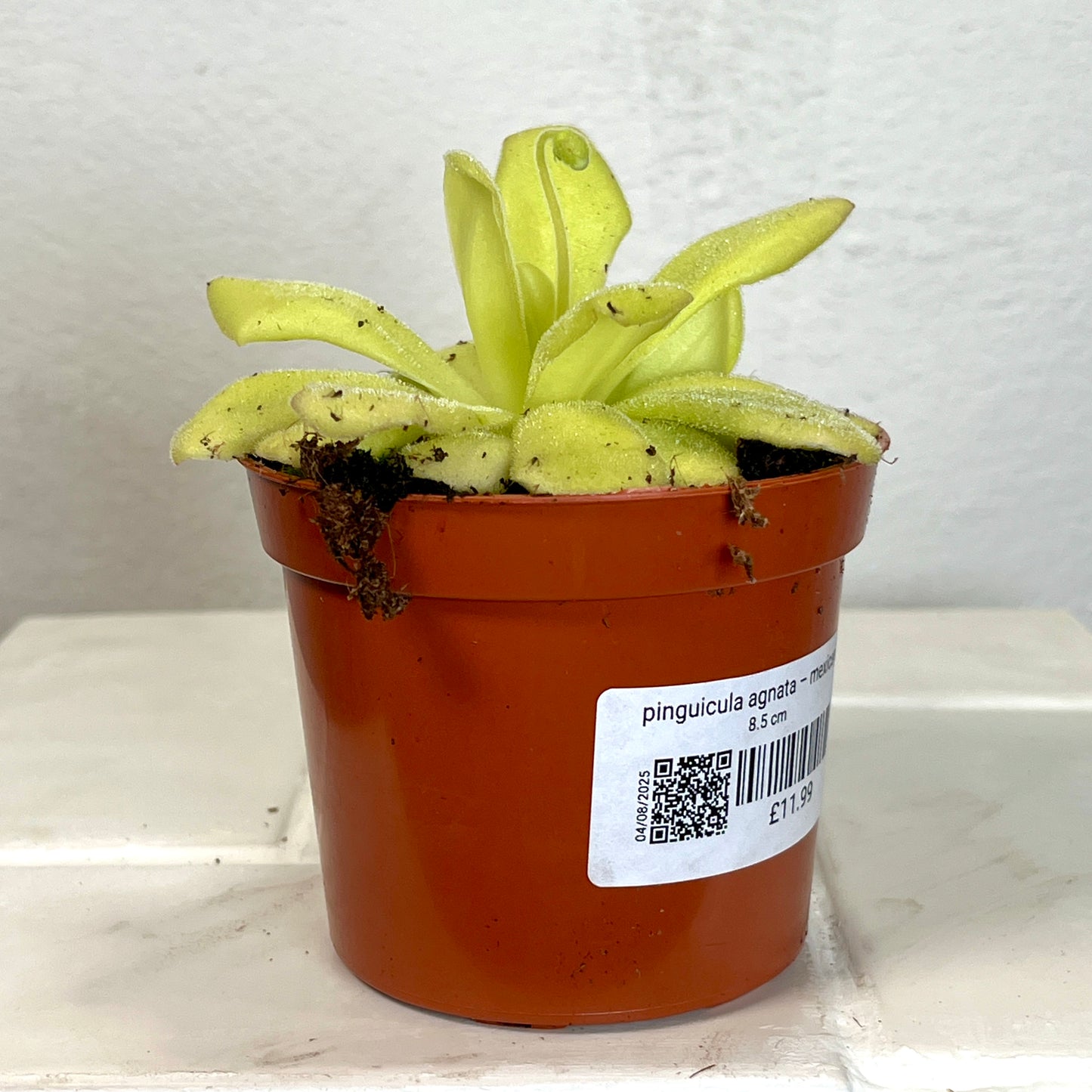 Pinguicula agnata – Mexican Butterwort