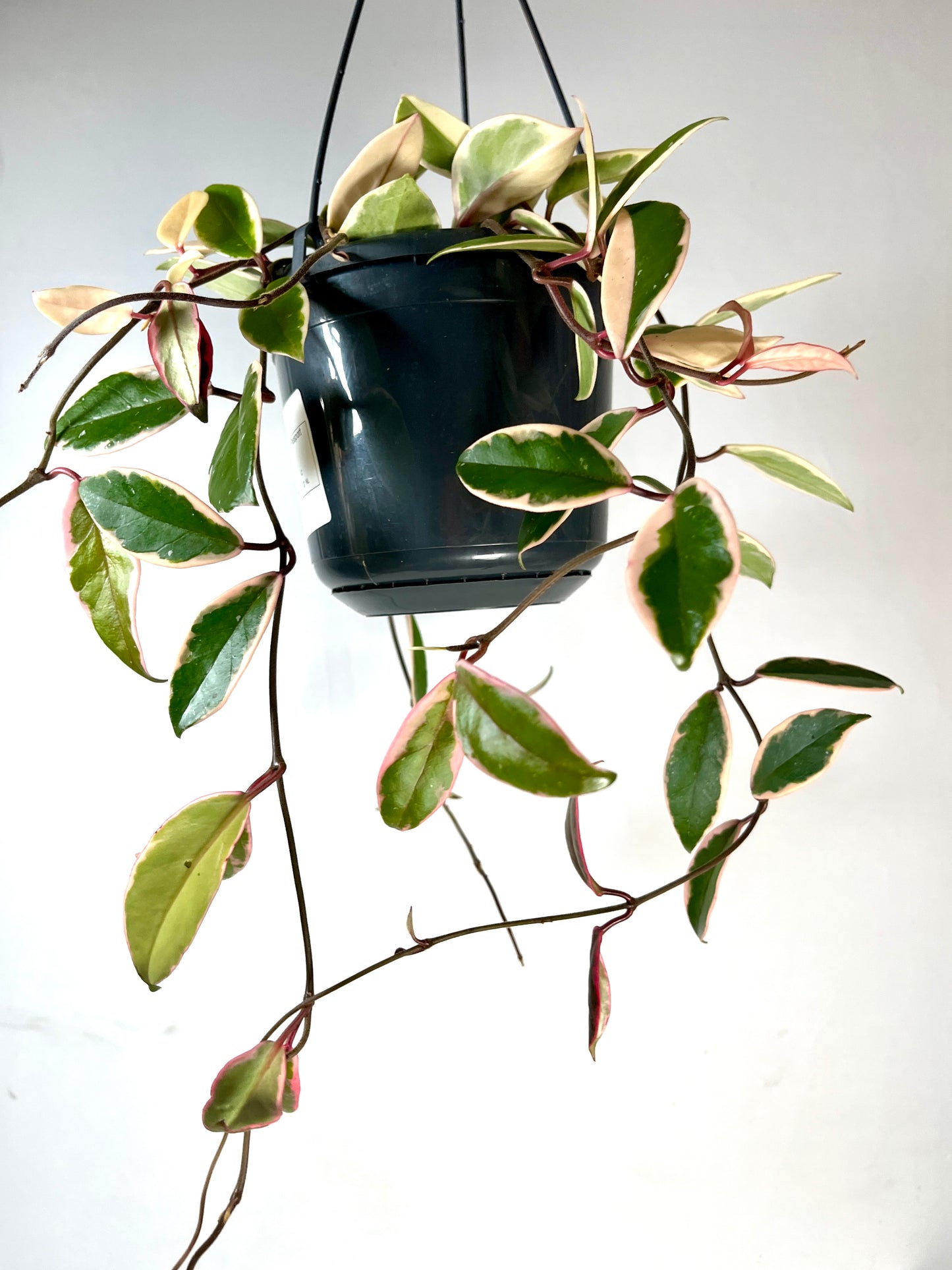 Hoya 'Flamingo Dreams'