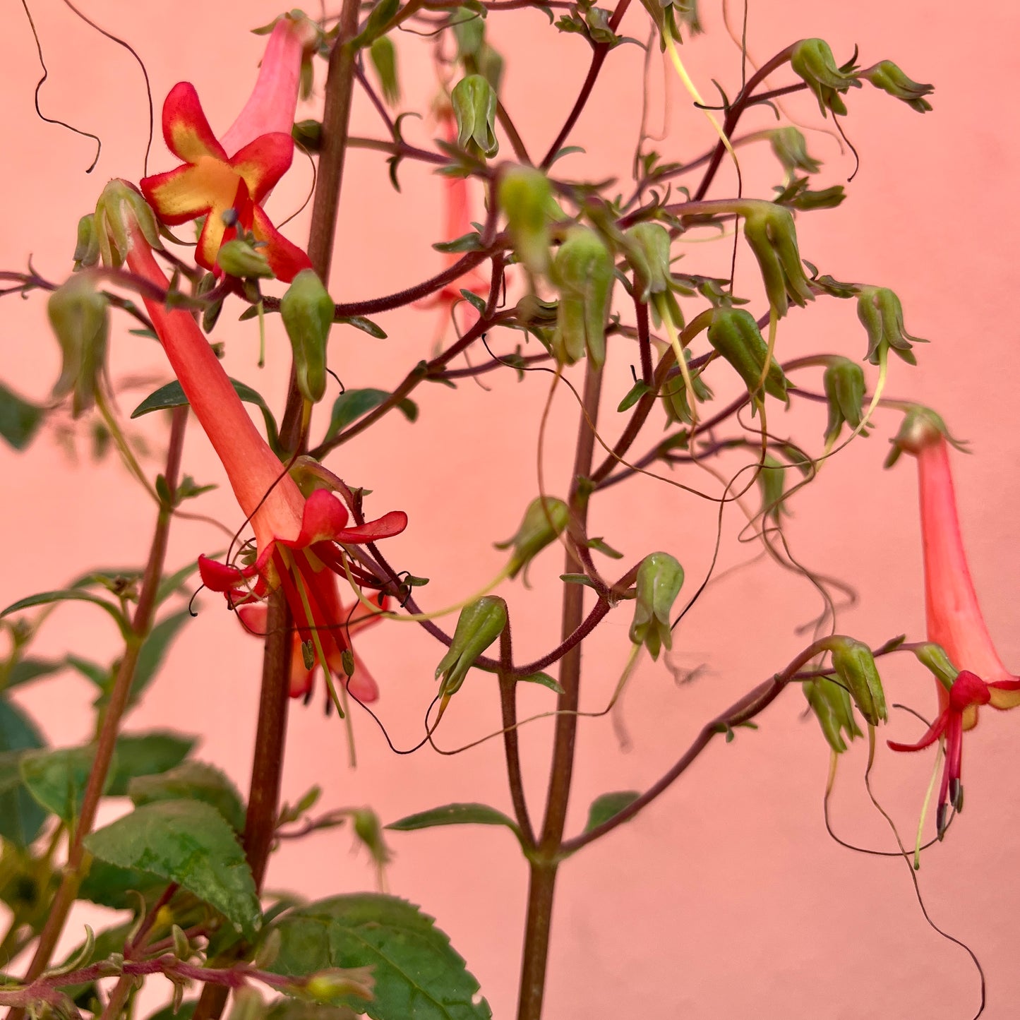 Phygelius ‘Orange’ - Cape Fuchsia ‘Orange’