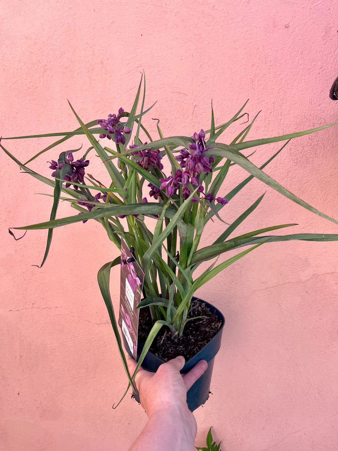 Tradescantia ‘JS Brainstorm’ -Spider Lily